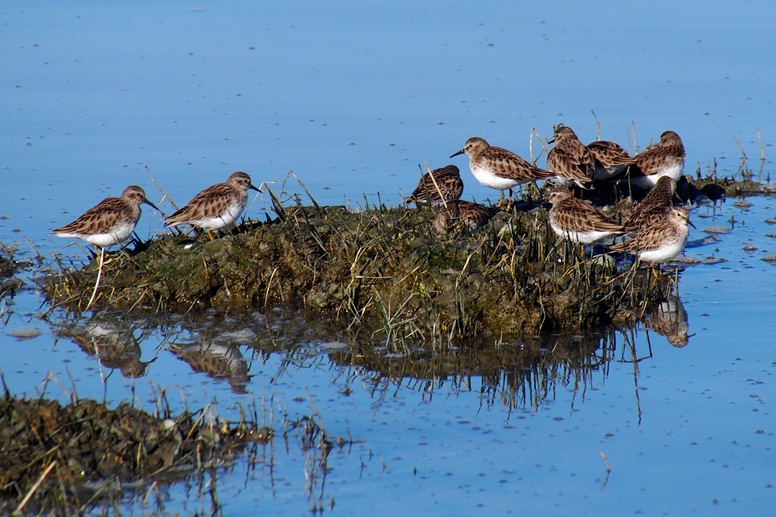 sandpipers